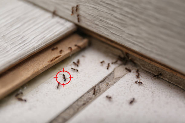 Best Wildlife Control Services  in Madison, WV